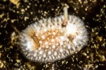 Onchidoris bilamellata