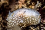 Onchidoris muricata