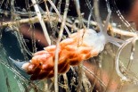 Tenellia gymnota