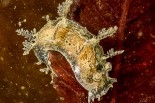 Duvaucelia plebeia