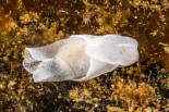 Laona pruinosa