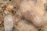 Onchidoris depressa