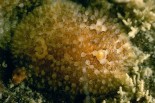Onchidoris sparsa