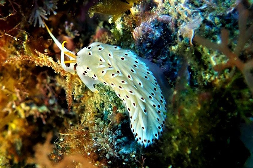 peluda_1_crop.jpg