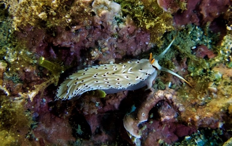 CErberilla_bernadettae_03_crop_1.jpg